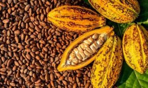 Ghana,Ivory Coast,Cocoa farmers,Gate price