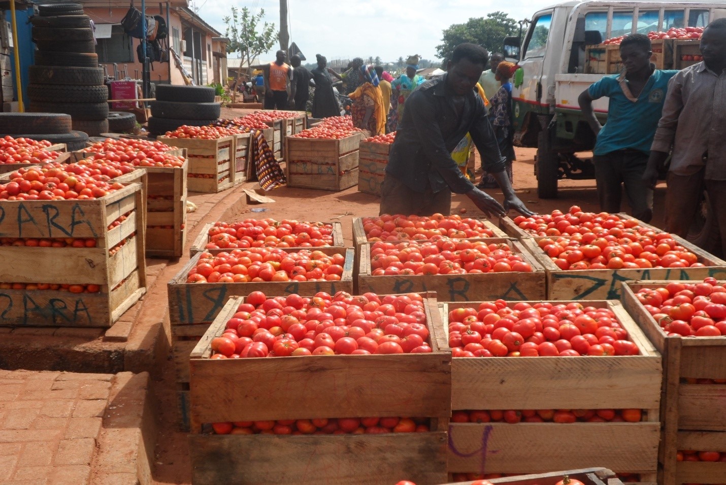 Chamber of Agribusiness Ghana,Tomato imports,GDP