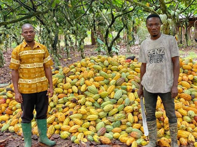 Cocoa farmers,Ghana Cocoa Board,Mankrong Cocoa Cooperative Farmers Association,Francis Teinor